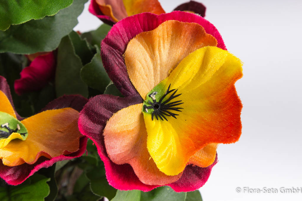 Stiefmütterchenbusch mit verschiedengroßen Blüten im braunen Kunststofftopftopf Farbe: gelb-orange-r