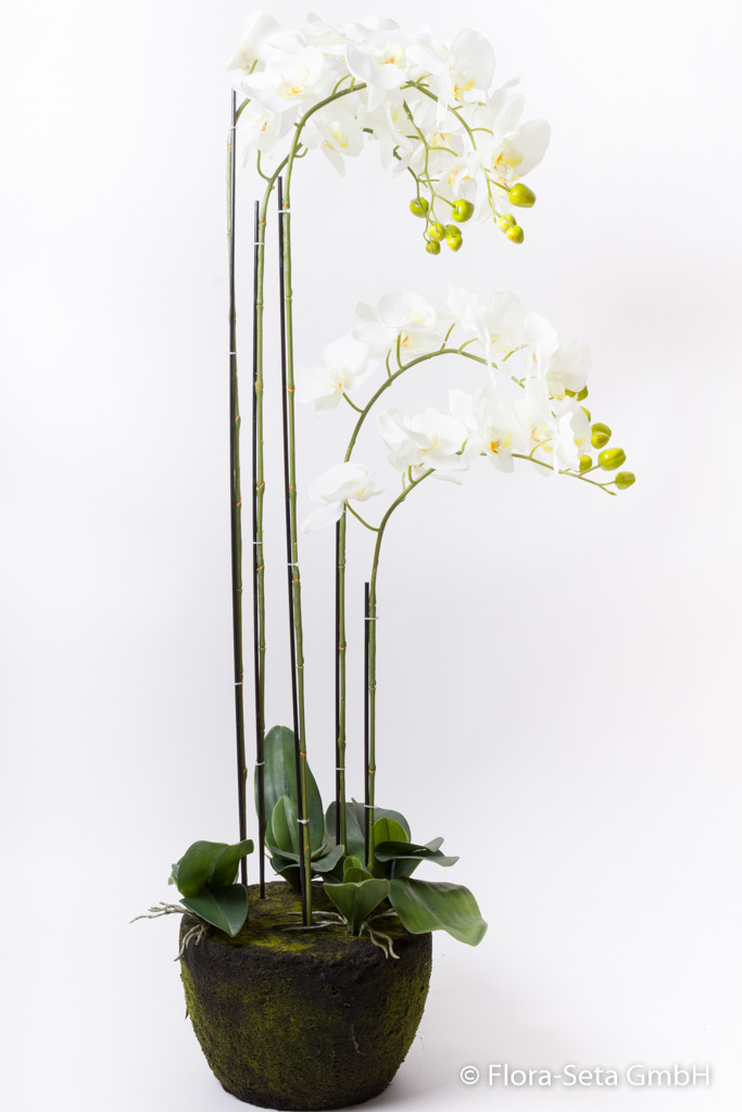 Orchidee auf künstlichem Erdballen mit 5 Stielen "real touch" Farbe: creme-weiß