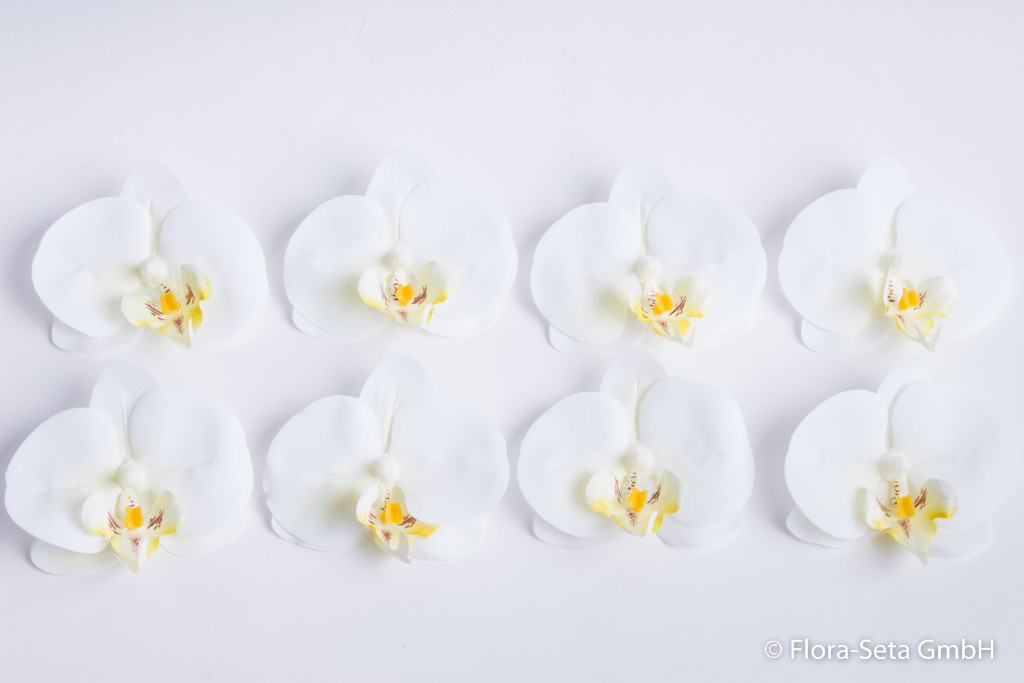 8 Orchideen-Phalaenopsis Streublüten "real touch" in Klarsichtpackung Farbe: creme-weiß