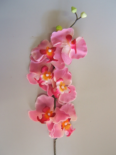 Orchidee mit 6 Blüten und 3 Knospen Farbe: rosa-pink