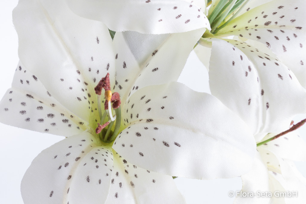 Lilie mit 3 Blüten und 2 Knospen, Farbe: creme-weiß