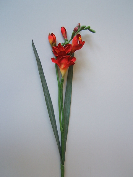 Freesie mit 3 Blüten, 2 Knospen und 2 Blättern Farbe:rot-flame