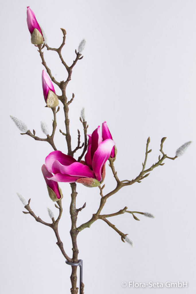 Magnolienzweig mit 1 Blüte und 4 Knospen Farbe: rosa-pink