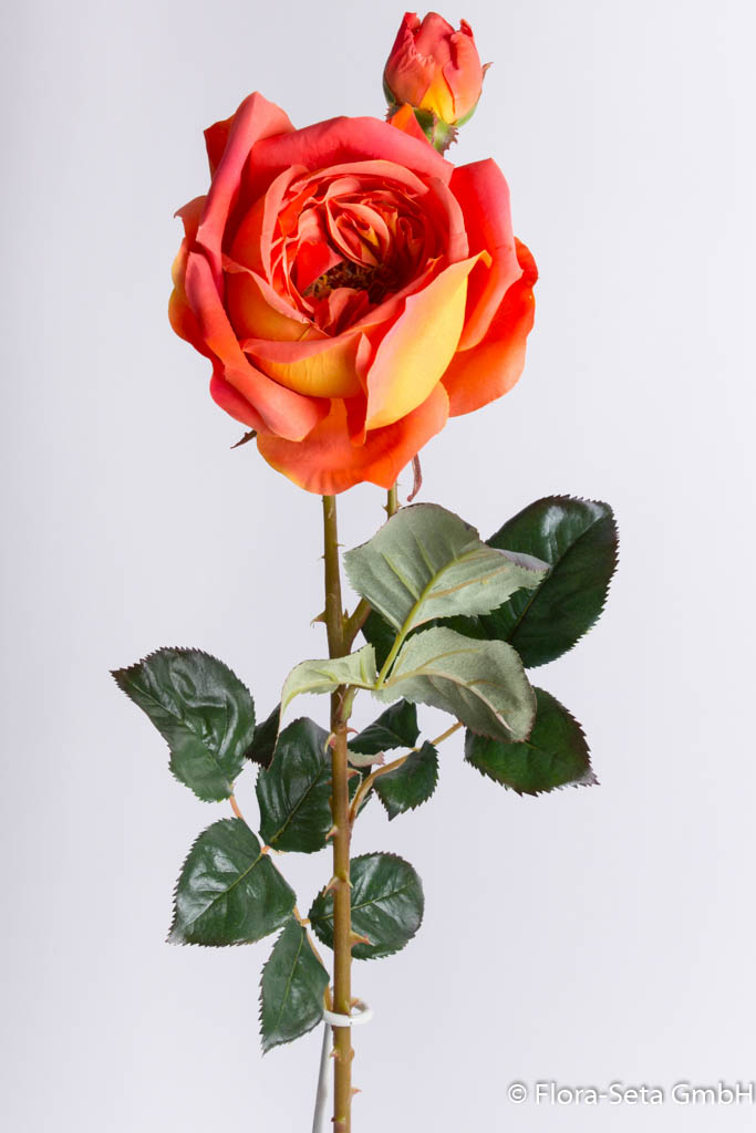 Rosenzweig mit 1 Blüte und 1 Knospe Farbe: orange-gelb