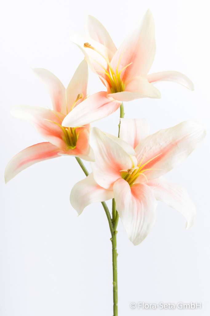 Lilie mit 3 Blüten Farbe:creme-champagner mit hellpinker Mitte