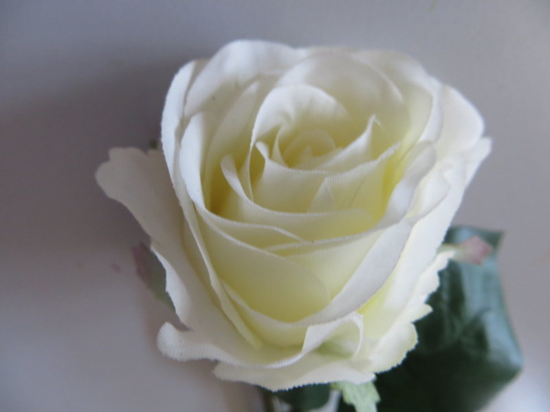 Rose Diana kurzstielig mit 3 Blättern Farbe:creme-weiß