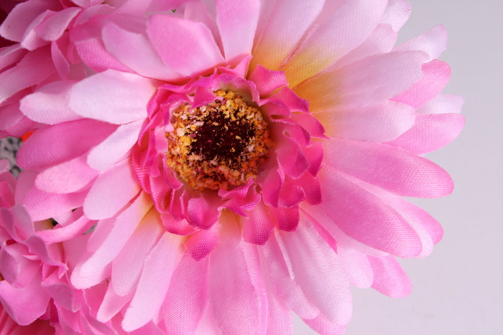 Gerberabündel mit 5 Blüten Farbe: hellrosa-pink
