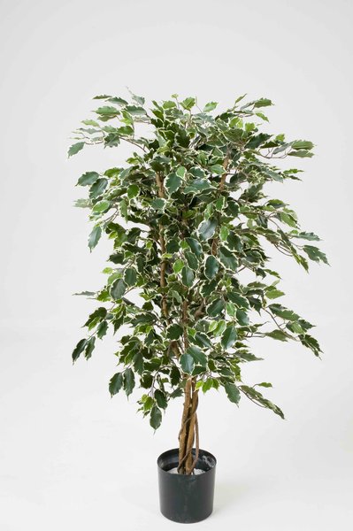 Ficus Naturalis Farbe:grün-creme  (1 Einheit = 2 Stück)