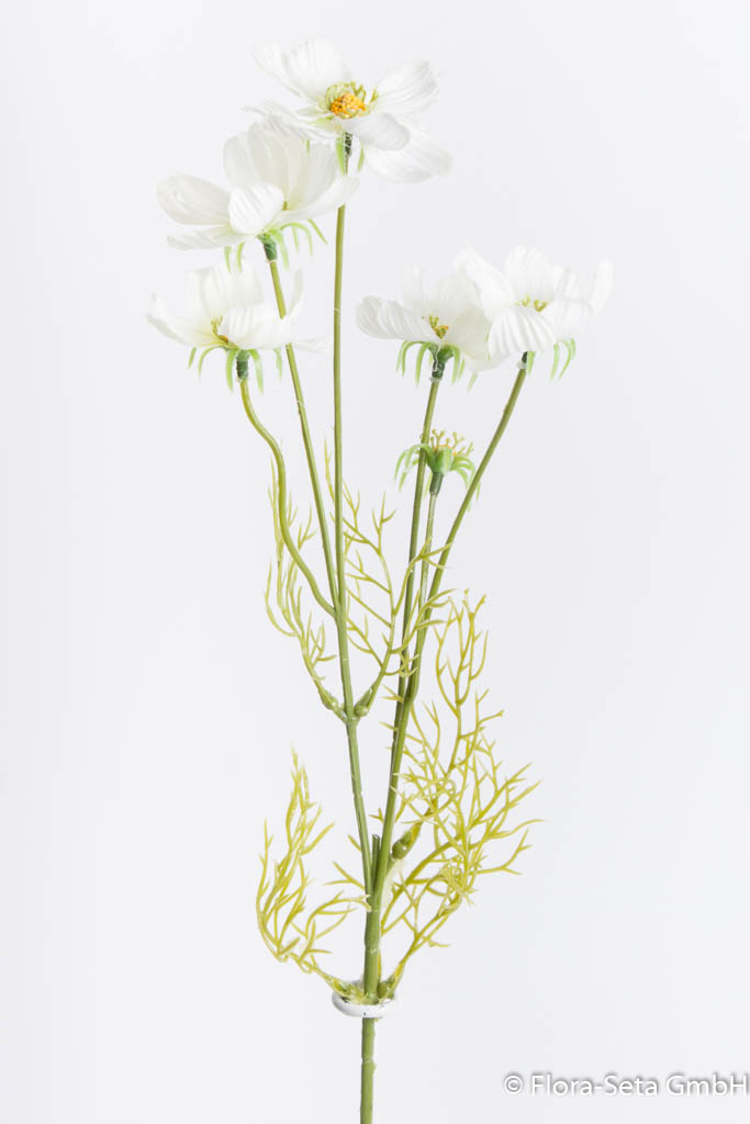 Cosmea mit 5 Blüten Farbe: creme-weiß