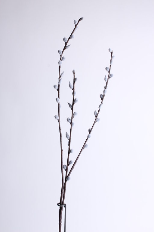 Weidenkätzchen mit 3 Zweigen Farbe:grau-weiß
