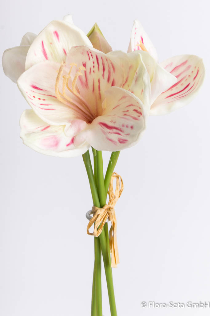 Amaryllis Bündel mit 3 Blüten und 1 Knospe Farbe: creme-beauty