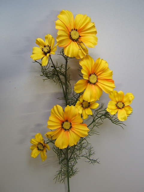 Cosmea mit 7 Blüten Farbe:gelb