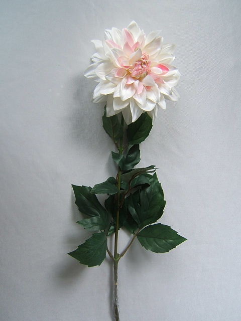 Dahlie mit 12 Blättern Farbe:weiß-pink