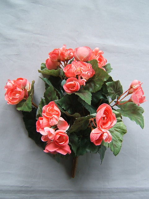 Begonienbusch  mit 9 Stielen und 42 Blüten/Knospen Farbe:pink-rosa