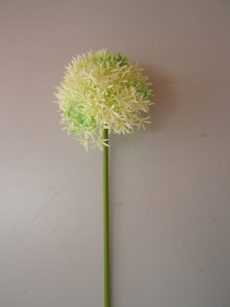 Wild-Allium Farbe:creme mit wenig grün