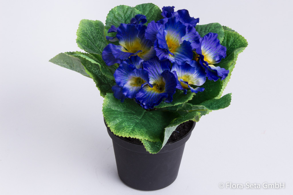 Primelbusch mit 9 Blüten in schwarzem Kunststofftopf Farbe: blau