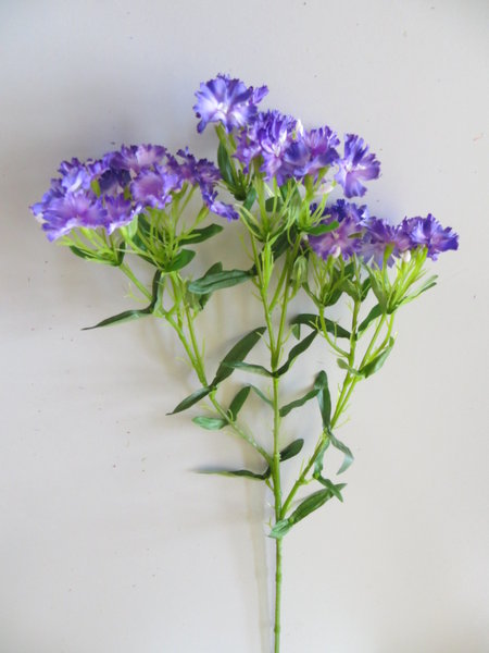 Bartnelke mit 36 kleinen Blüten Farbe:lila