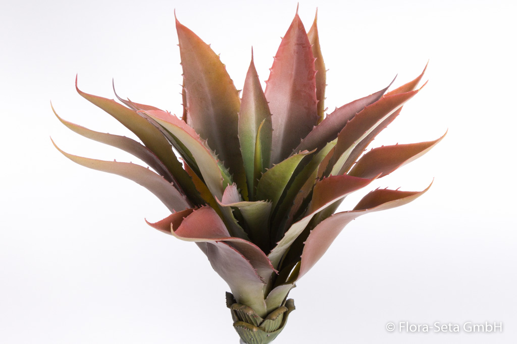 Aloe Pflanze Farbe: grün-burgund