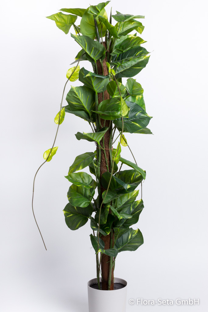 Pothospflanze am Stamm, 96 x 29 cm