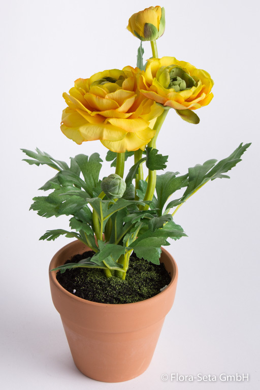 Ranunkelbusch im Topf mit 3 Blüten Farbe: gelb