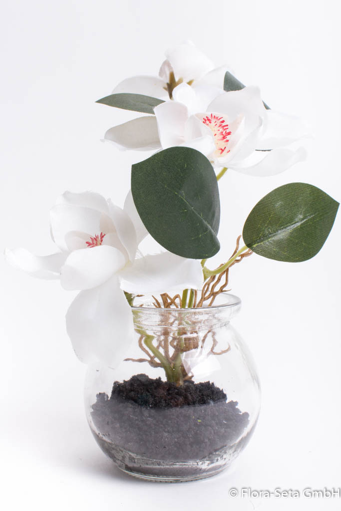 Magnolie im Glas, Farbe: creme-weiß