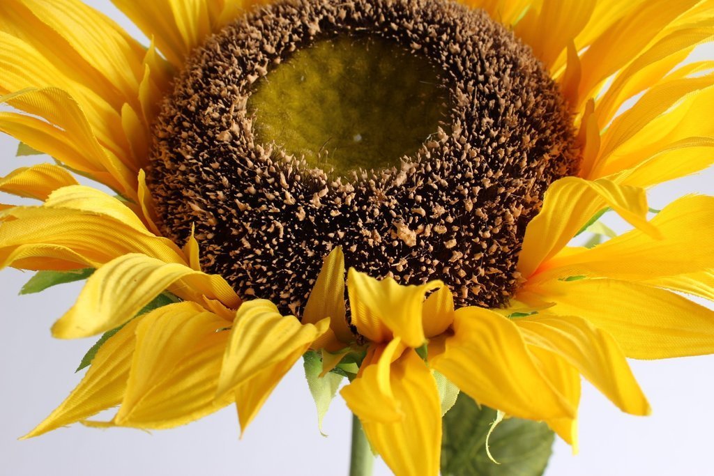 Sonnenblume groß mit 6 Blättern