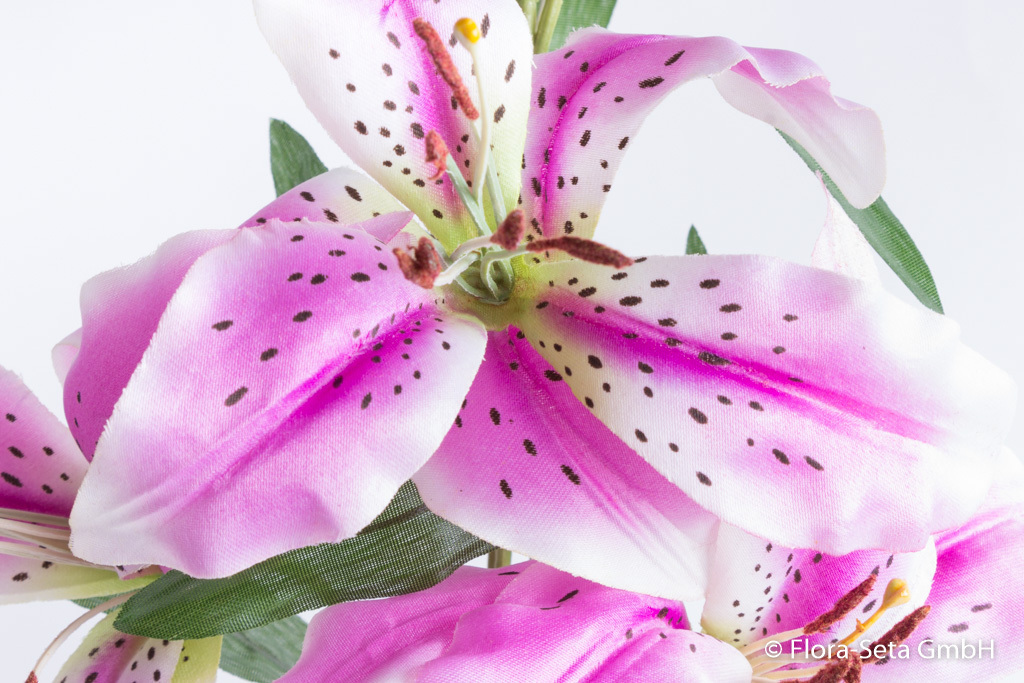 Lilie mit 3 Blüten und 2 Knospen, Farbe: creme-rosa