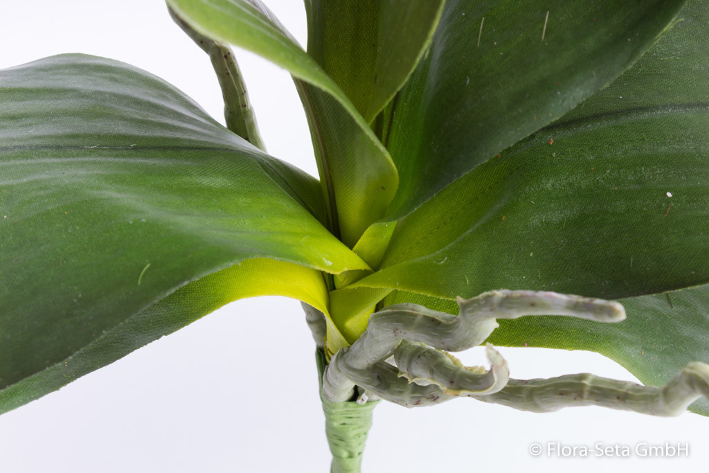 Orchideenblattbündel mit 7 Blättern und Luftwurzeln B-WARE