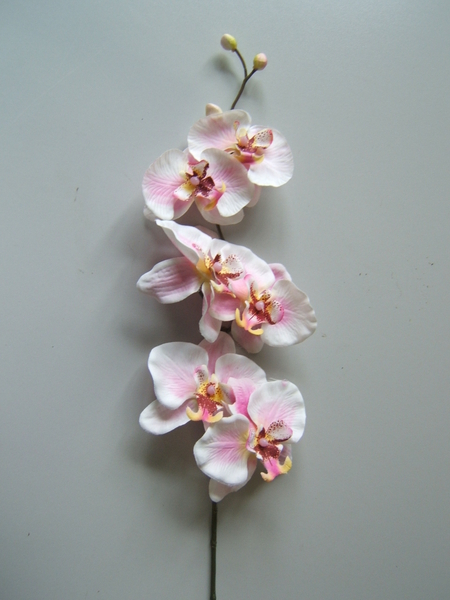 Orchidee mit 6 Blüten und 3 Knospen Farbe: pink mit cremef. Rändern u. bordeaux-gelbfarbener Mitte