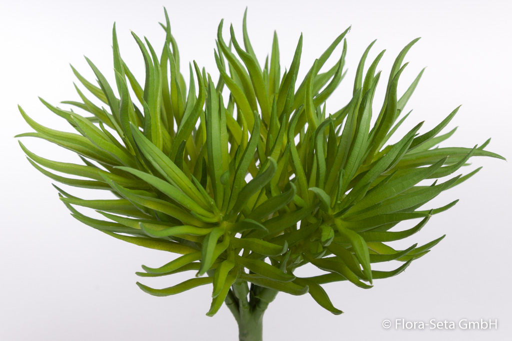 Crassula Himalaya Pick Farbe: grün