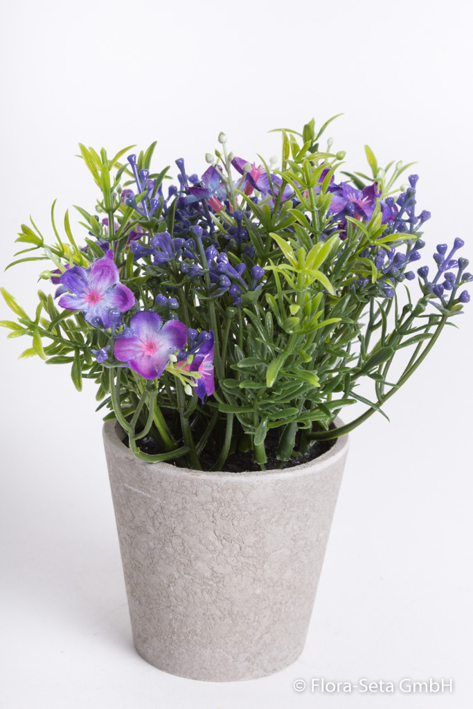 Waxflowerbusch im grauen Keramiktopf Farbe: lila