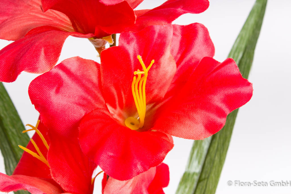 Gladiole mit 7 Blüten und 3 Knospen Farbe: rot
