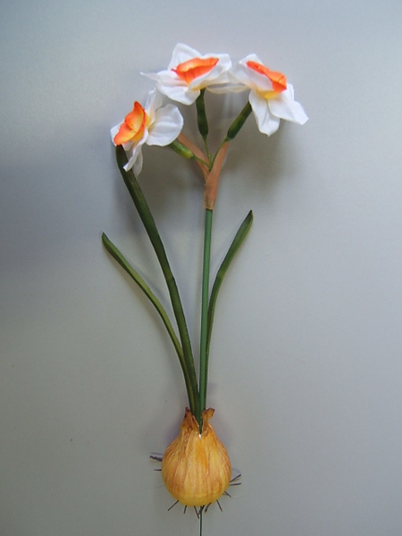 Narzisse mit Zwiebel und 3 Blüten auf Drahtspieß Farbe: weiß, Mitte orange