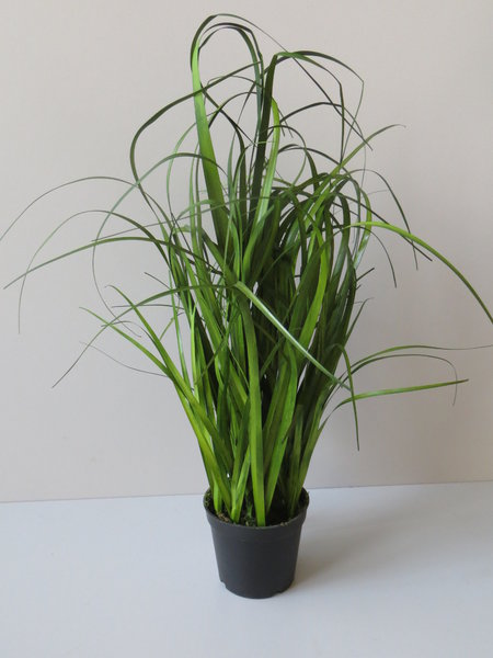 Grasbusch in schwarzem Kunststofftopf, 50 x 30 cm