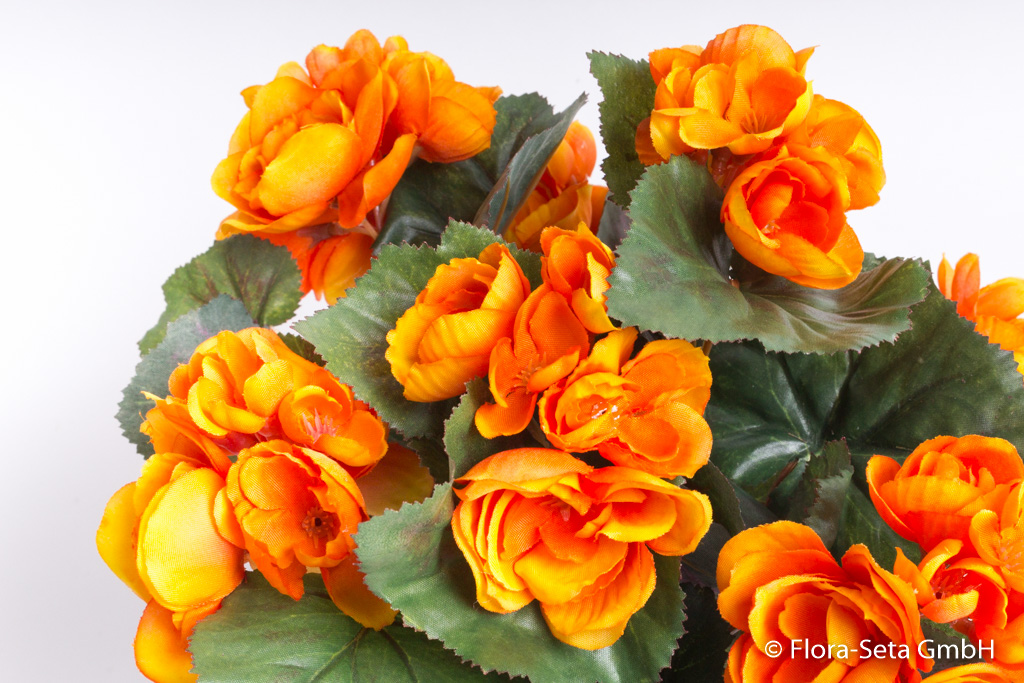 Begonienbusch mit 9 Stielen und 42 Blüten/Knospen im Kunststofftopf Farbe:orange