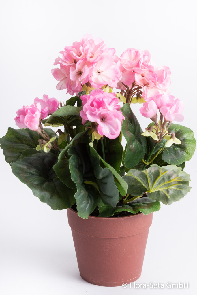 Geranienbusch mit 6 Stielen und 6 Blütenköpfen in braunem Kunststofftopf Farbe:pink