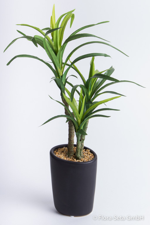 Yucca-Pflanze in elegantem dunkelgrauen Keramiktopf