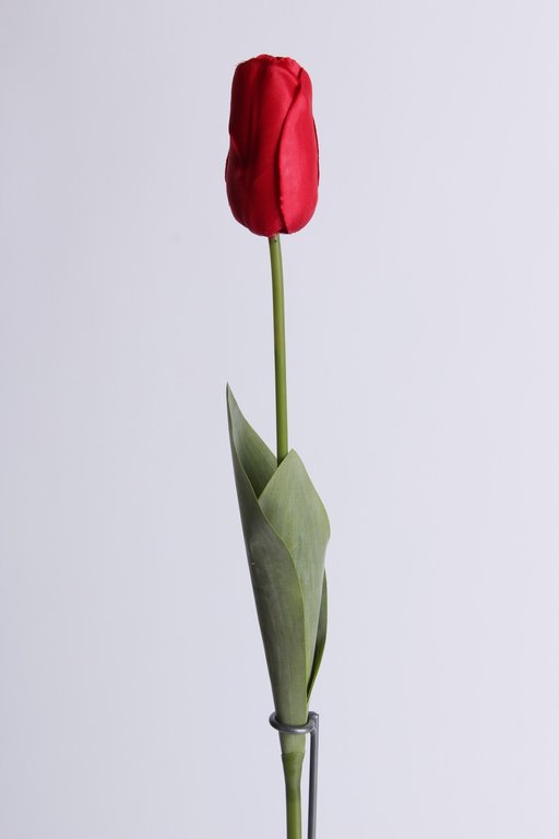 Tulpe langstielig mit 2 Blättern Farbe: rot