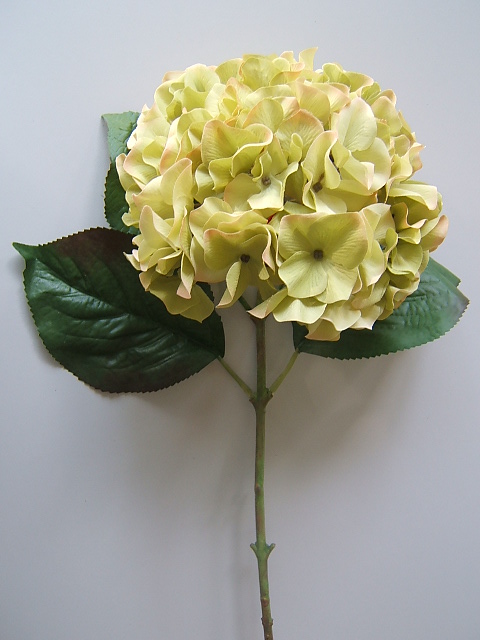 Hortensie mit 4 Blättern Farbe:grün