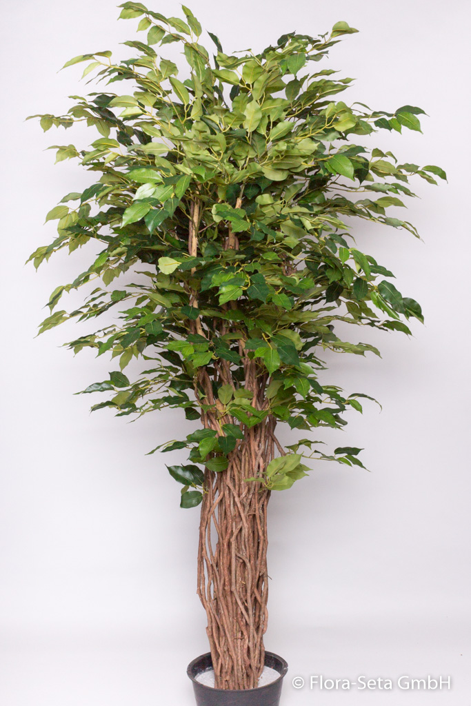 Ficus Benjamini im Kunststofftopf mit ca. 1584 Blättern, Höhe ca. 175 cm Farbe:grün