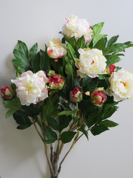 Pfingstrosenbusch XL mit 8 Blüten u. 3 Knospen Farbe:creme mit dkl.rotf. Rändern  (1Einheit=2Stück)