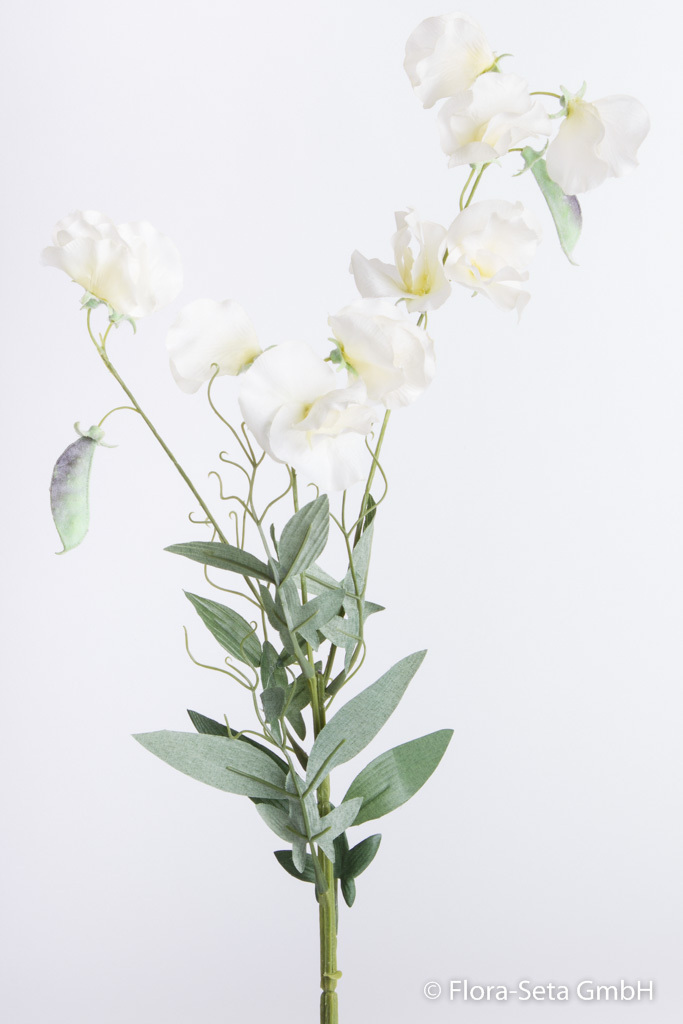 Wicke mit 10 Blüten und 2 Samenschoten Farbe: creme-weiß