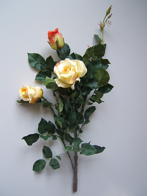 Rosenast mit üppigem Blattwerk, 3 Blüten und 4 Knospen Farbe:gelb-creme mit roten Spitzen
