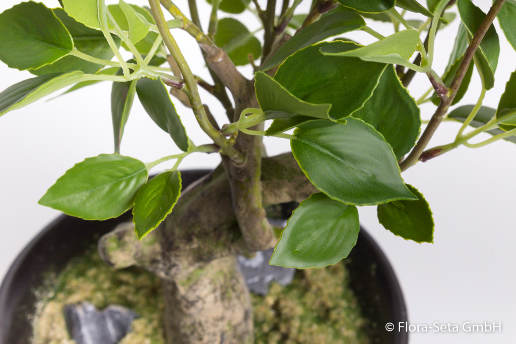 Ficus Bonsai in schwarzer Keramikschale