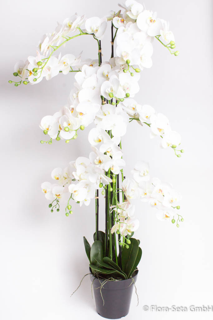 Orchidee Bora im schwarzen Kunststofftopf mit 13 Rispen, Höhe ca. 140 cm Farbe: creme-weiß