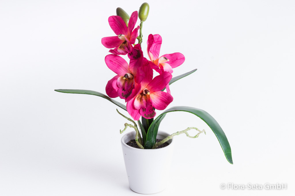 Orchidee Cymbidium mit 4 Blüten,3 Blättern u. Luftwurzeln in weißem Keramiktopf Farbe: beauty