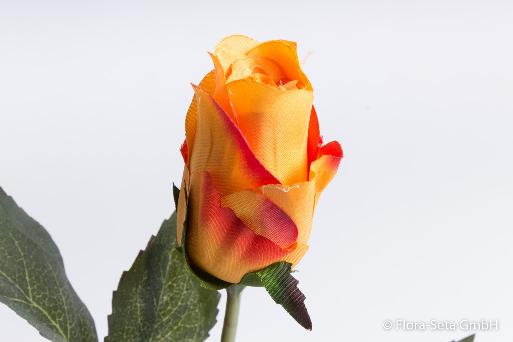 Rose halboffen Farbe: gelb-orange mit roten Spitzen