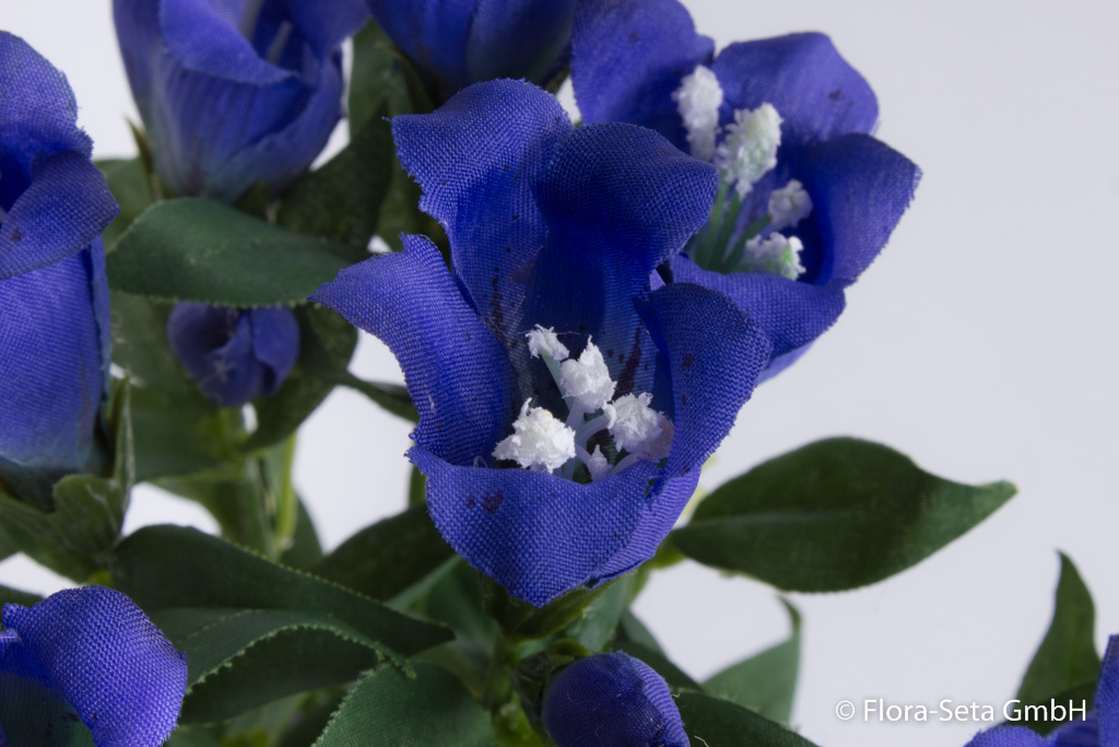 Enzian mit 9 Blüten und 6 Knospen in grauem Keramitktopf Farbe:blau