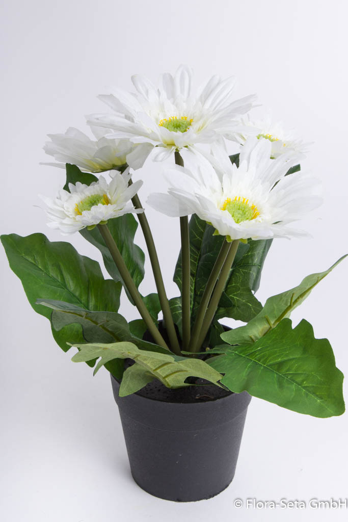 Gerbera mit 5 Blüten im Kunststofftopf Farbe: creme-weiß