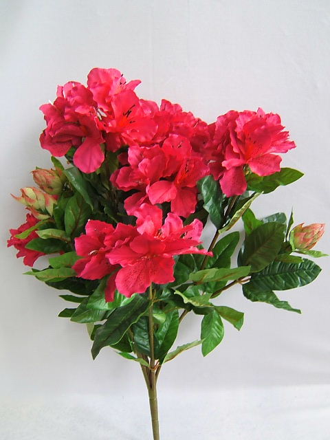 Rhododendronbusch mit 9 Blüten/Knospen Farbe:fuchsia